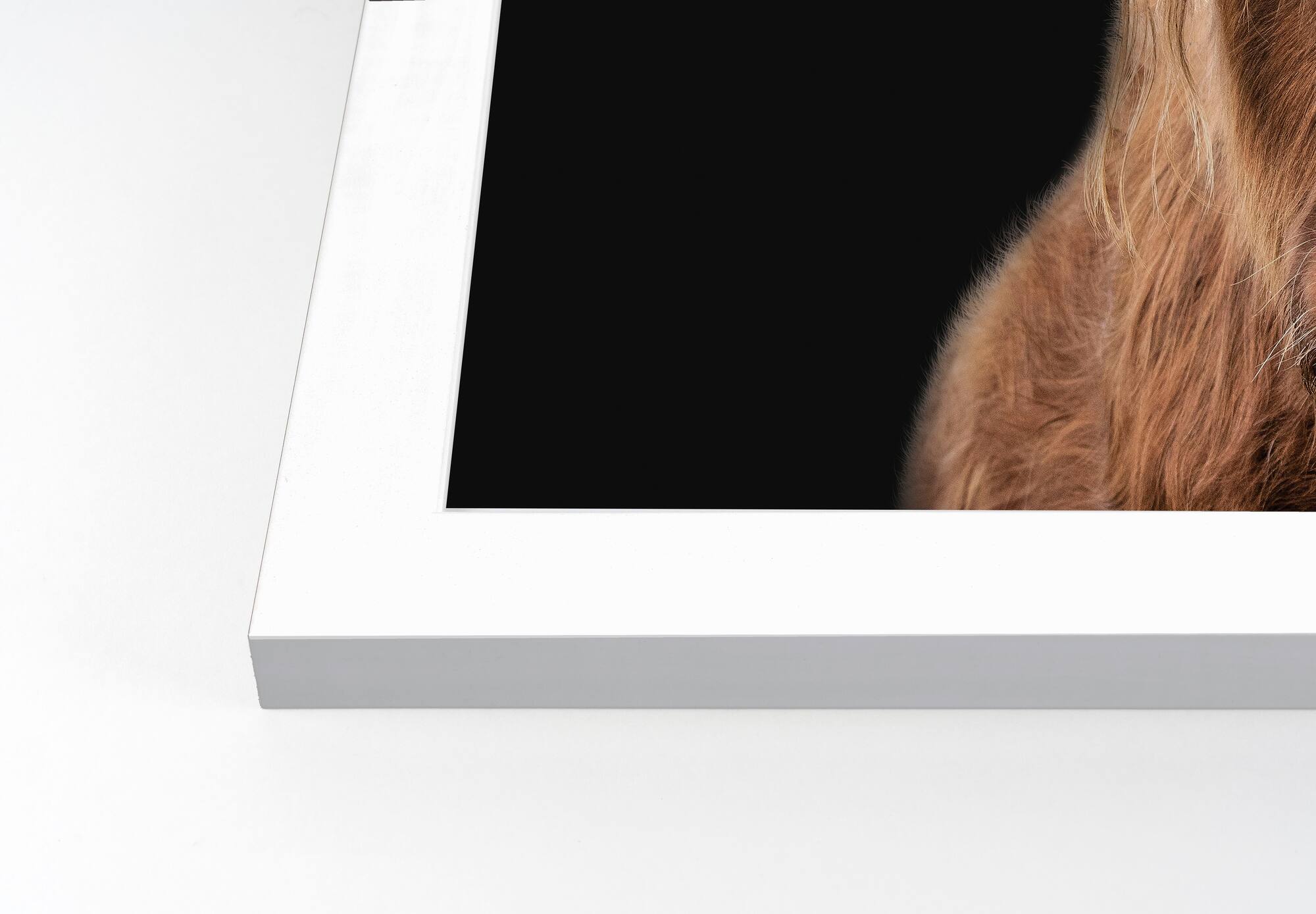 Moody Highland Cow 11" x 14" White Framed Print Under Plexiglass